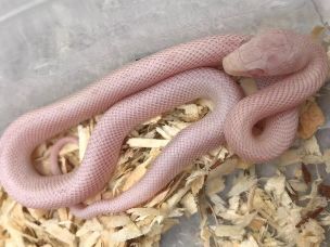 HATCHLING