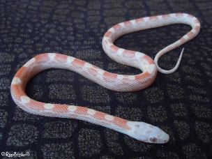 HATCHLING