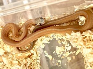 HATCHLING
