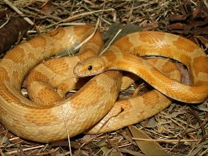 ADULT