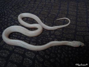 HATCHLING