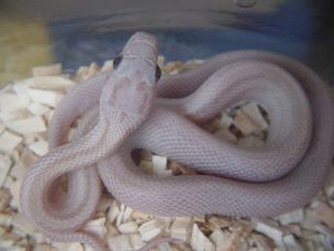 HATCHLING