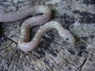 HATCHLING