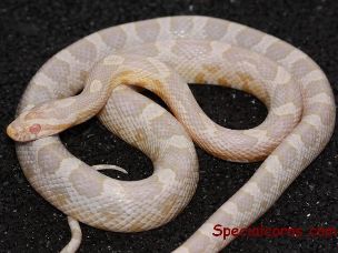 ADULT