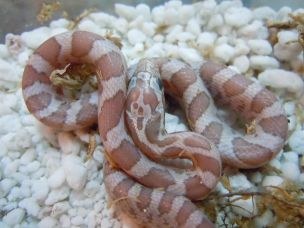 HATCHLING
