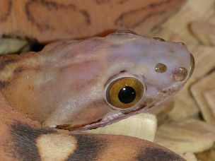 EYE