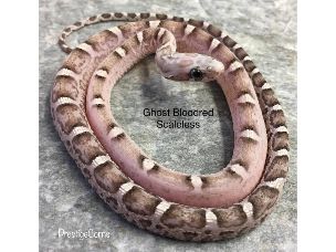 HATCHLING