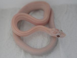 HATCHLING