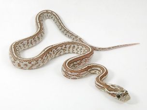 HATCHLING