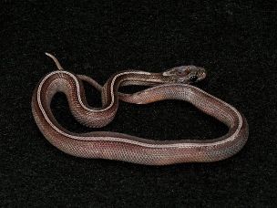 HATCHLING