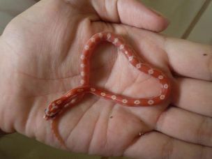 HATCHLING