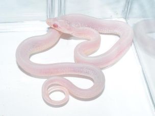 HATCHLING
