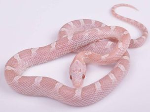 HATCHLING