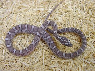 HATCHLING