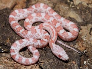 HATCHLING