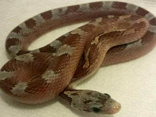 HATCHLING