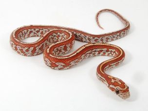 HATCHLING