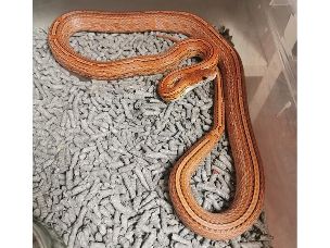 ADULT