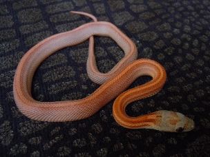 HATCHLING