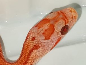 EYE