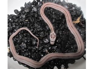 HATCHLING