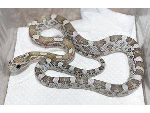 HATCHLING