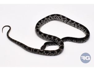 HATCHLING