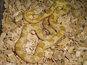 HATCHLING
