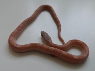 HATCHLING