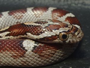 EYE