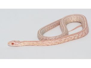 HATCHLING