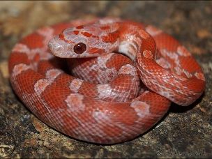 HATCHLING
