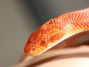 EYE