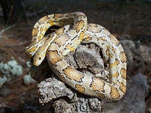 ADULT