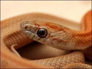 EYE