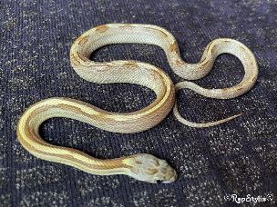 HATCHLING