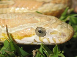 EYE