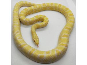 HATCHLING