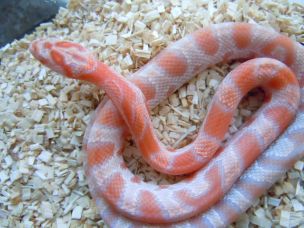 HATCHLING