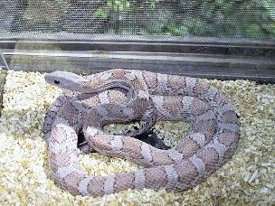 ADULT