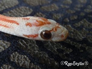 EYE