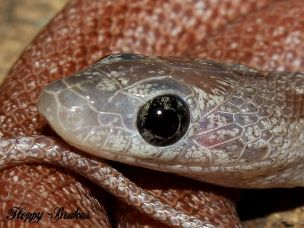 EYE