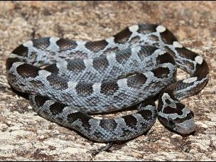 HATCHLING