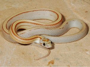 HATCHLING