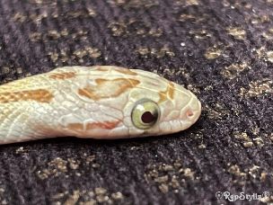 EYE