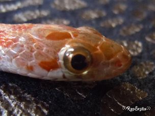 EYE