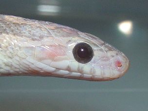 EYE