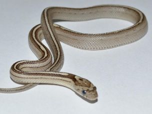 HATCHLING