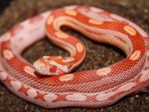 HATCHLING