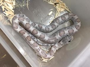 HATCHLING